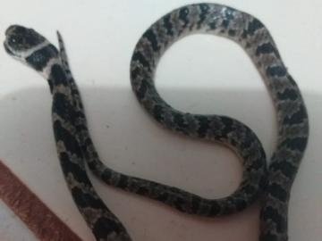 Cobra jararaca encontrada no sof de dona de casa (Foto: Rio Brilhante em Tempo Real)