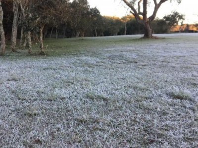 Gramado coberto por gelo em Ponta Por, onde a mnima foi de 3 graus negativos na relva (Foto: Direto das Ruas)