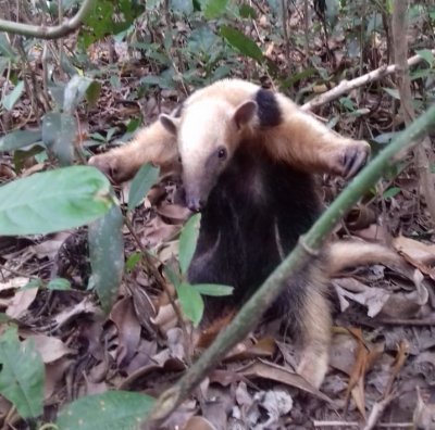 Solto na mata, o gesto foi de despedida! Um abrao.