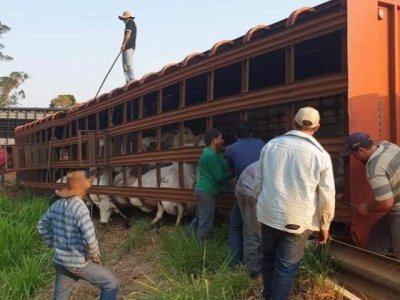 Testemunhas ajudaram a resgatar os animais. (Foto: BNC Notcias)