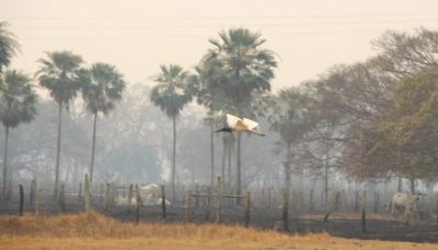 Fogo foi extinto na fazenda Caiman, um dos pontos mais crticos de incndios no Pantanal. (Foto: Divulgao | Corpo de Bombeiros)