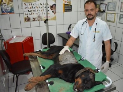 Co chegou a ser socorrido pelo mdico veterinrio Antnio de Carvalho Junior -Foto: Maikon Leal