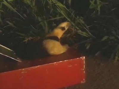 Segundo os militares que fizeram o resgate, o animal estava acuado por ces em cima da rvore do quintal de uma residncia