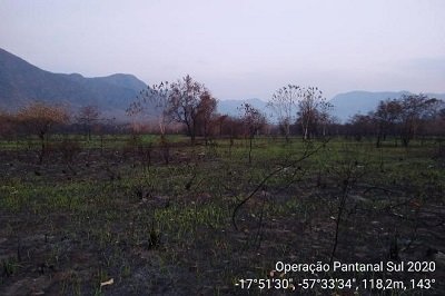 Registro mostra vegetao voltando a brotar no Pantanal - Divulgao/Prevfogo