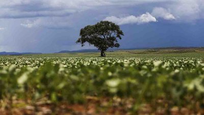 Janela para semeadura da soja vai at 31 de dezembro - Agncia Brasil