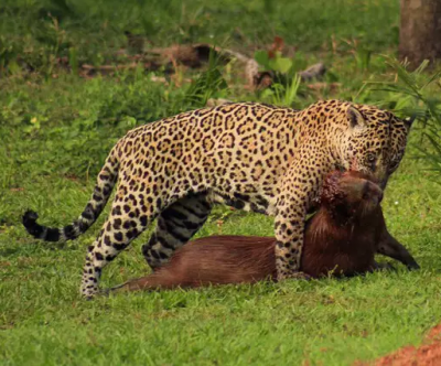 Ona-pintada foi flagrada devorando uma capivara no Pantanal de MS. (Foto: Joo Pedro Salgado)