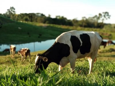 Vacas leiteiras pastejam em propriedade rural brasileira; setor  tema de enontro em MS. (Foto: Arquivo/Embrapa-CNPGL)