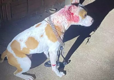 Cachorro foi ferido durante homicdio de jovem, em Amambai. (Foto: Amambai Notcias)