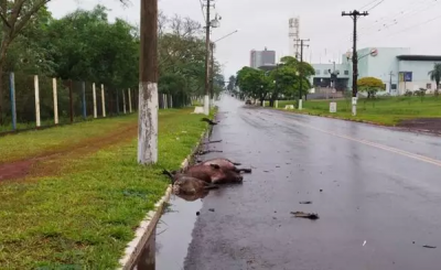 Capivaras foram mortas atropeladas (Foto: Osvaldo Duarte / Dourados News)