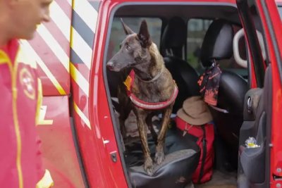 Cachorra Laika chegando em Campo Grande (Foto: Divulgao)