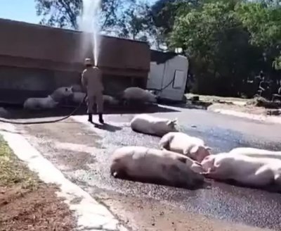 Bombeiro jogando gua em porcos que ficaram no local por conta do calor (Foto: Sidnei Bronka)