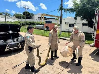 Corpo de Bombeiros faz captura de sucuri de 3 metros de comprimento na regio central de Ladrio (Foto: Divulgao)