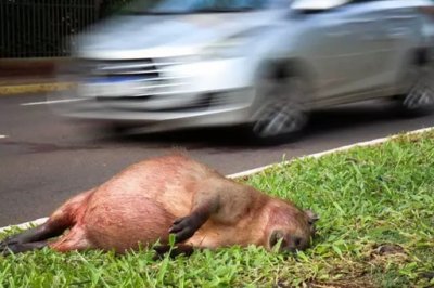 Capivara foi encontrada morta atropelada nesta manh em canteiro central de uma das avenidas mais movimentadas da cidade (Foto: Henrique Kawaminami).