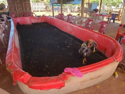 Arena montada para rinha com cadeiras para participantes acompanharem (Foto: PMA/Divulgao)