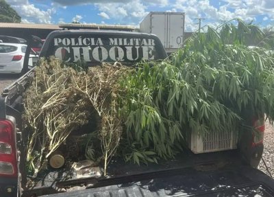 Estufa com p�s de maconha considerados acima do limite permitido. (Foto: Reprodu��o/Choque)