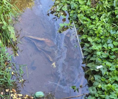 Diesel no c�rrego Buriti ap�s acidente. (Foto: Marcos Maluf)